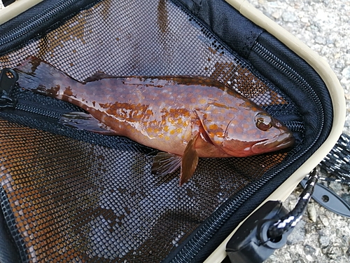 キジハタの釣果