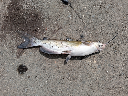 アメリカナマズの釣果