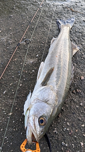 スズキの釣果