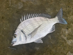 ミナミクロダイの釣果