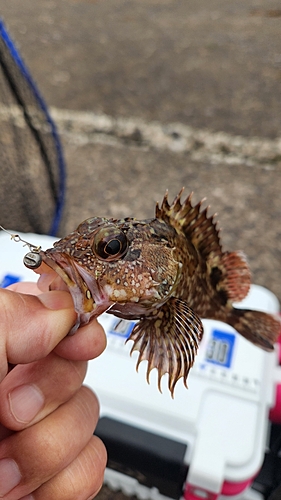 カサゴの釣果