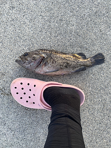 ソイの釣果