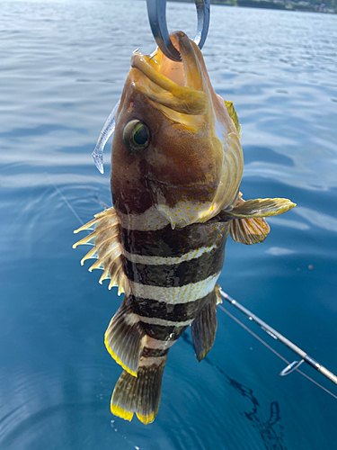 アオハタの釣果