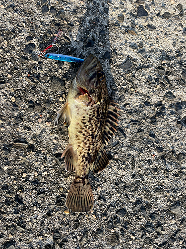 タケノコメバルの釣果