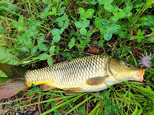 コイの釣果