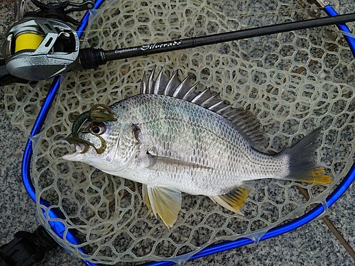 キビレの釣果