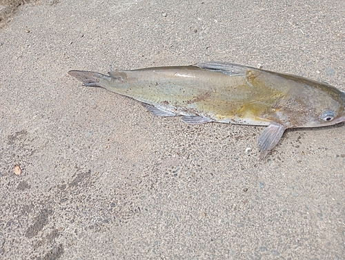 アメリカナマズの釣果