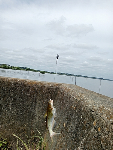 アメリカナマズの釣果