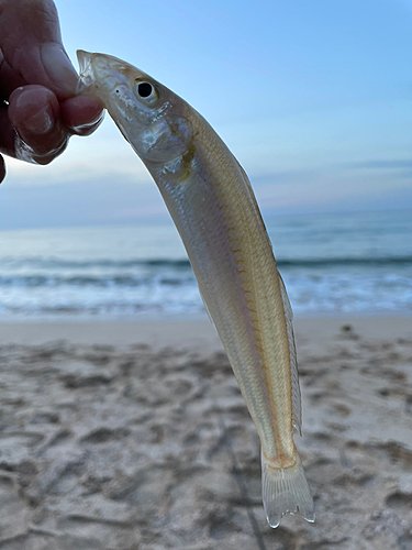 キスの釣果