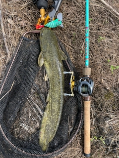 ナマズの釣果