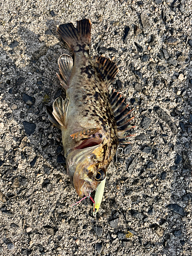 タケノコメバルの釣果