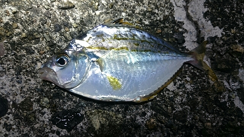 カマスの釣果