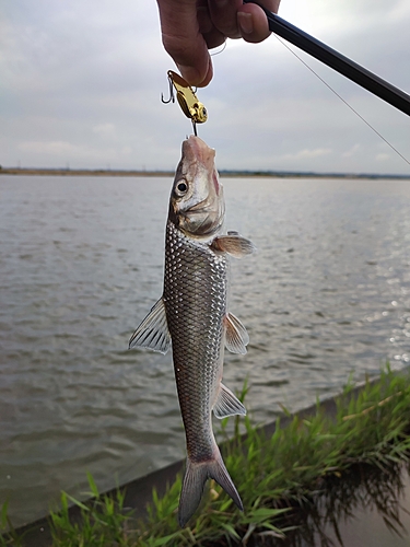 ニゴイの釣果