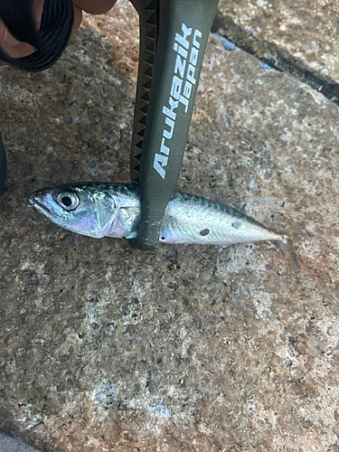 サバの釣果