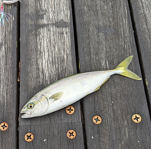 ワカシの釣果