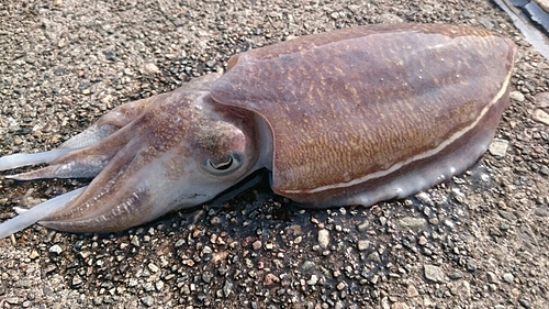 コウイカの釣果