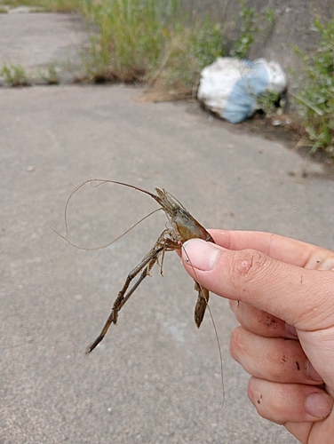 テナガエビの釣果