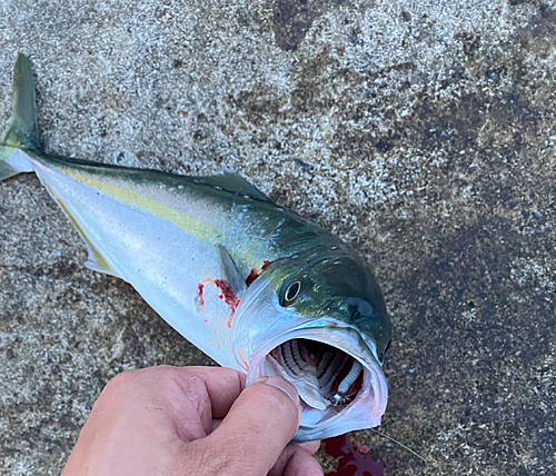 イナダの釣果