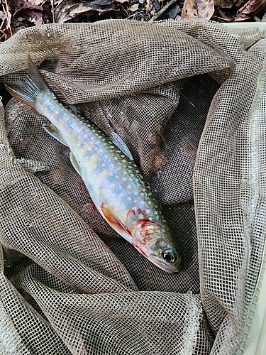 イワナの釣果