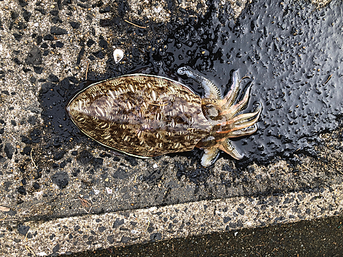 カミナリイカの釣果