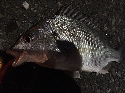 キビレの釣果