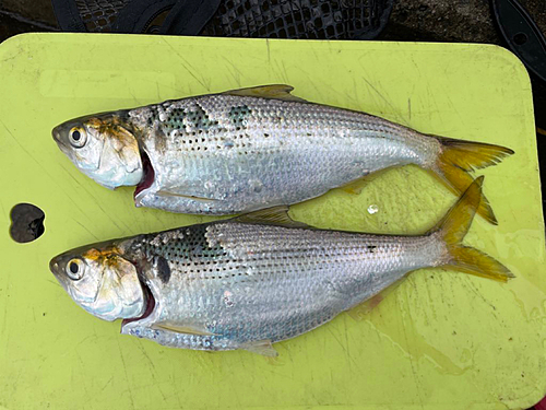 コノシロの釣果