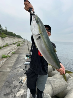 ブリの釣果