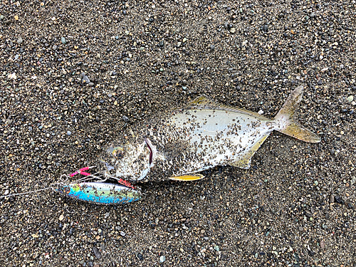 ショゴの釣果