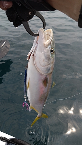 ヒラマサの釣果