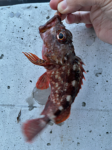 カサゴの釣果