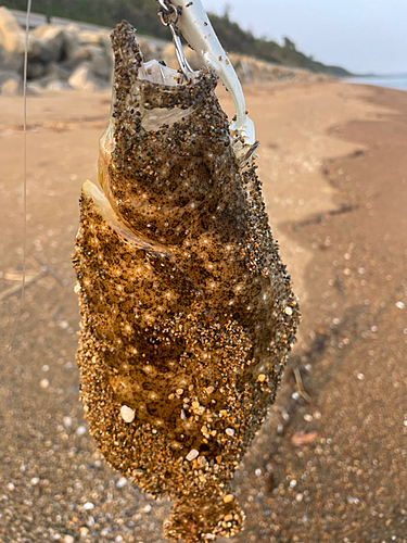 ソゲの釣果