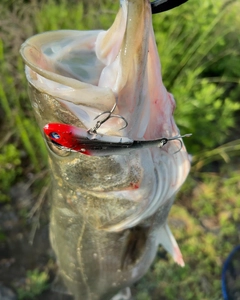 スズキの釣果