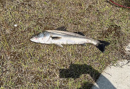 シーバスの釣果