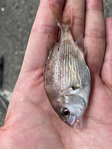 チダイの釣果