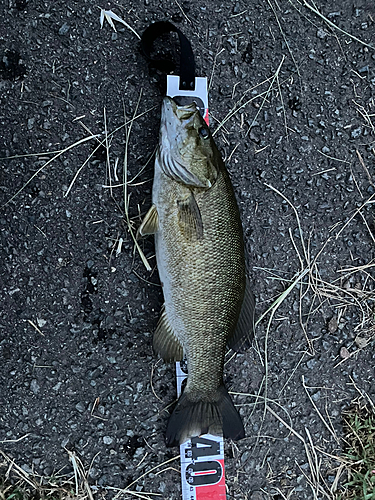 スモールマウスバスの釣果