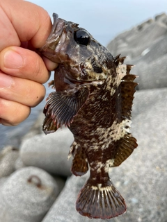 ガシラの釣果