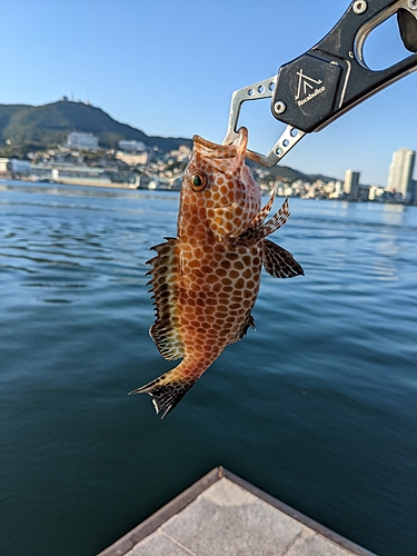 オオモンハタの釣果