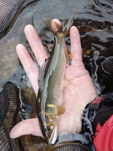 アユの釣果