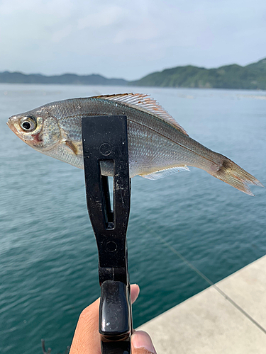 オキタナゴの釣果