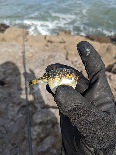 フグの釣果