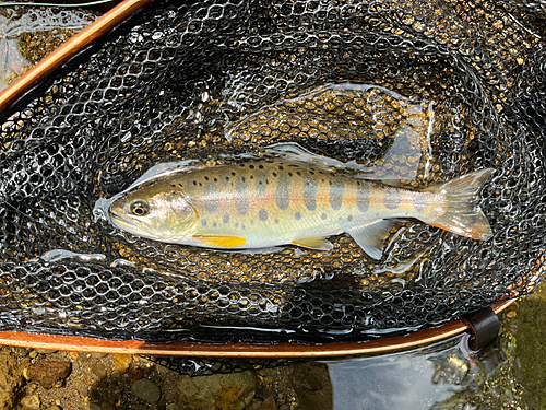 ヤマメの釣果