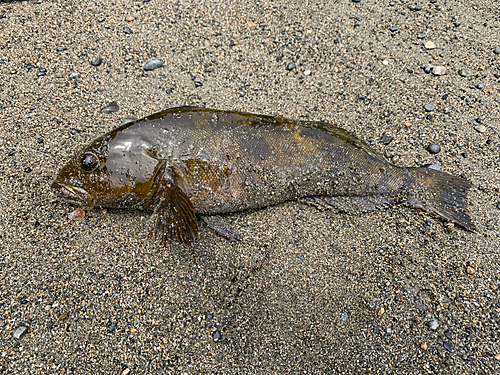 アイナメの釣果