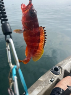 アカハタの釣果