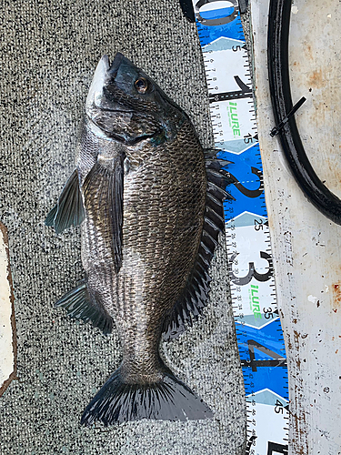 クロダイの釣果