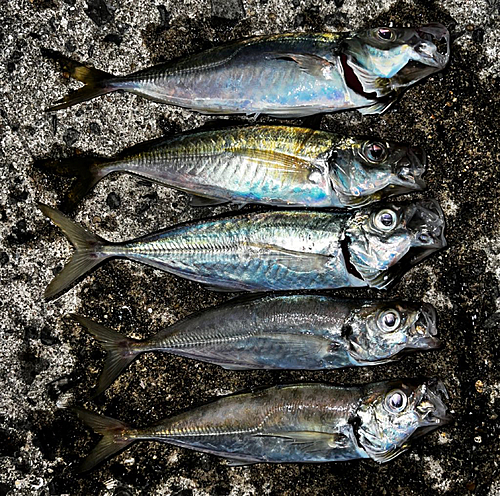 アジの釣果