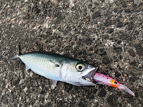 イナダの釣果