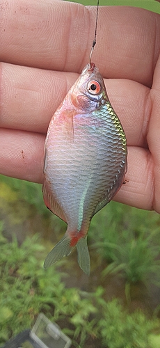 タナゴの釣果