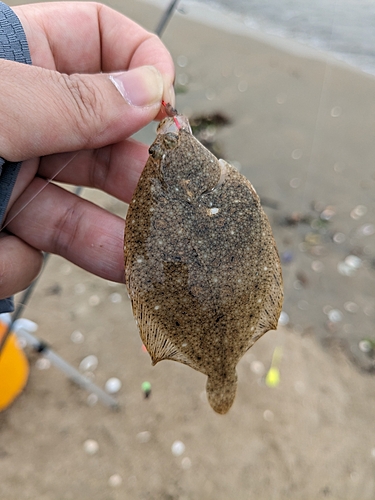 カレイの釣果