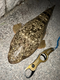 マゴチの釣果