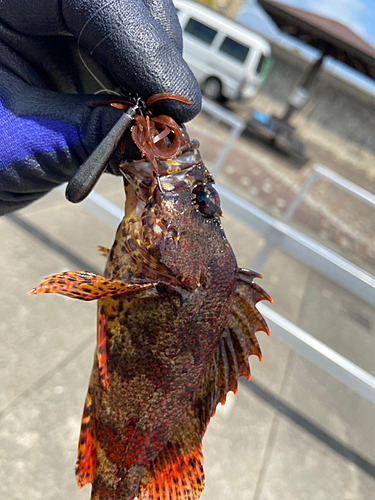 ヨロイメバルの釣果